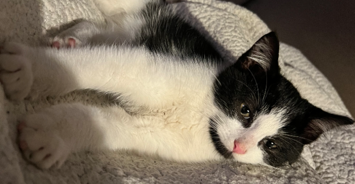 Help ons om arme katjes van straat te redden 