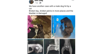 Rescue hondenopvang Beti Shej Noord-Macedonië