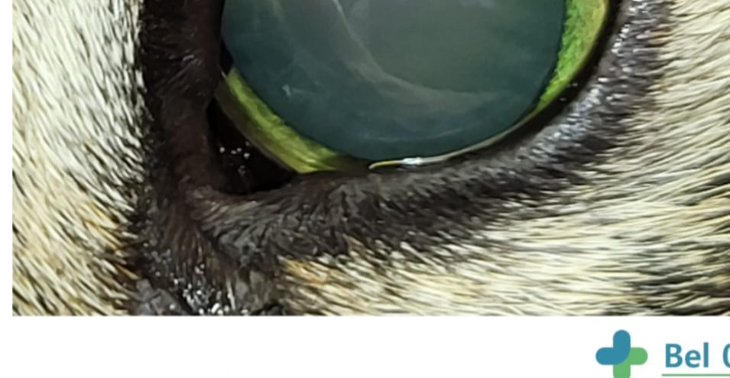 Help onze kat Noëlla tegen haar blindheid