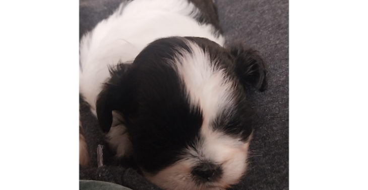 Mijn puppy  moet geopereerd