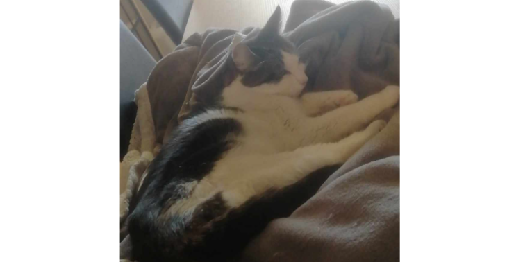 Help Onze katjes met Fip
