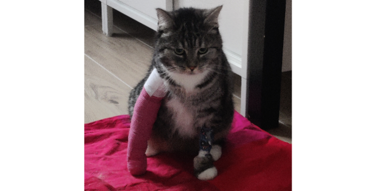 Sauterelle heeft haar pootje gebroken