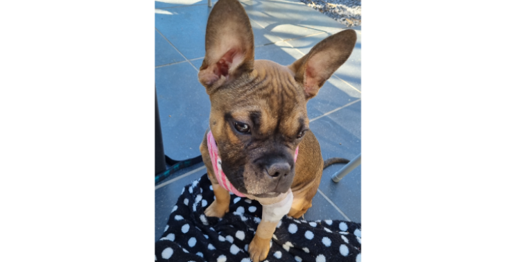 Babs (kruising franse bulldog & pocket bully)