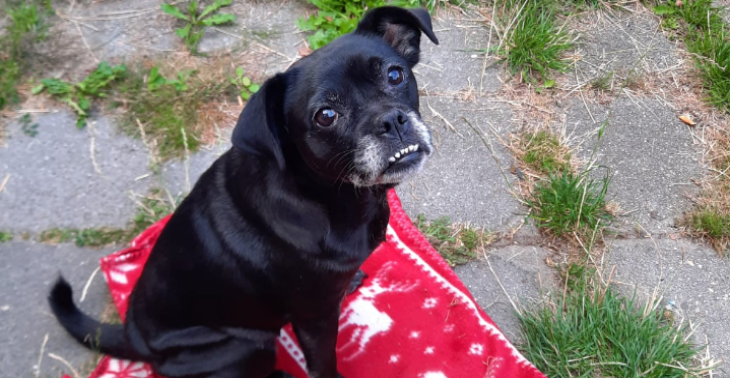 Overlijden hondje