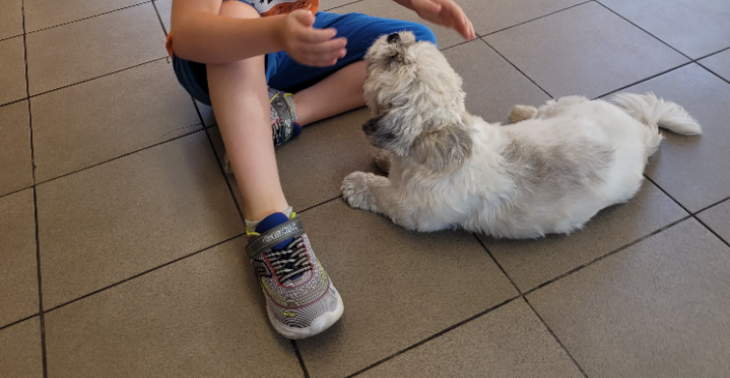 Operatie voor het hondje van mijn vriendin.