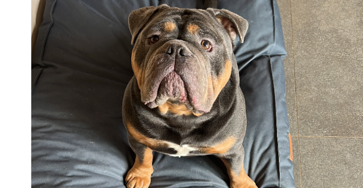 Onze hond heeft 4 dure operaties nodig