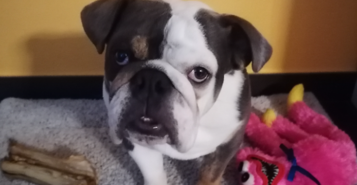 Operatie engelse bulldog