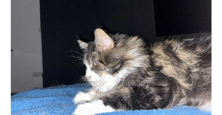 Mijn zieke kat Storm