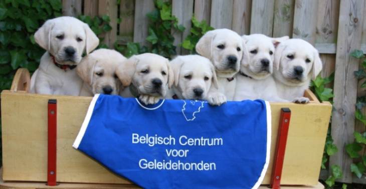Geldinzameling geleidehonden