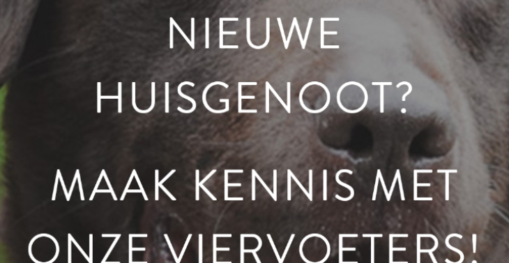 Dierenasiel gent