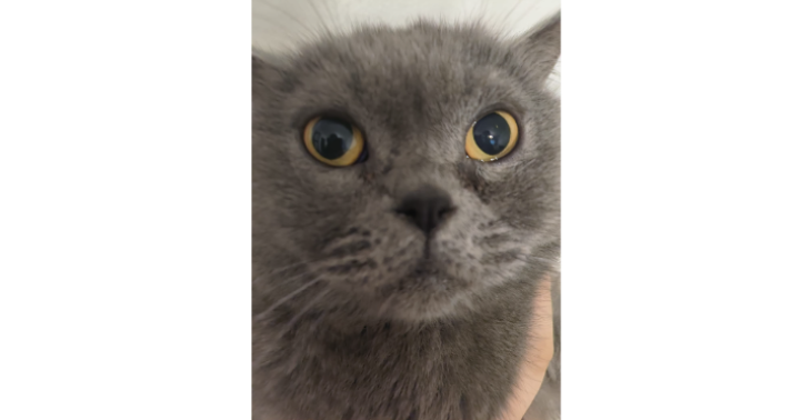 Help Kitty