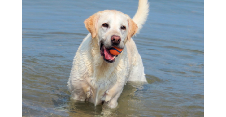 zieke hond moet geopereerd worden
