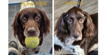 Ozzy's rollercoaster 2024