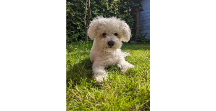 Help mijn hondenkindje Fleur