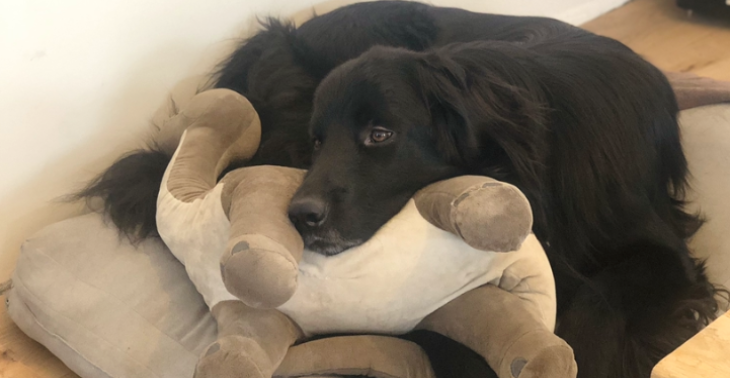 Help onze lieve hond genezen. ❤️‍?
