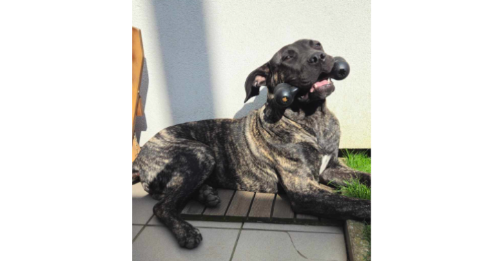 Django (presa canario) heeft onze hulp nodig