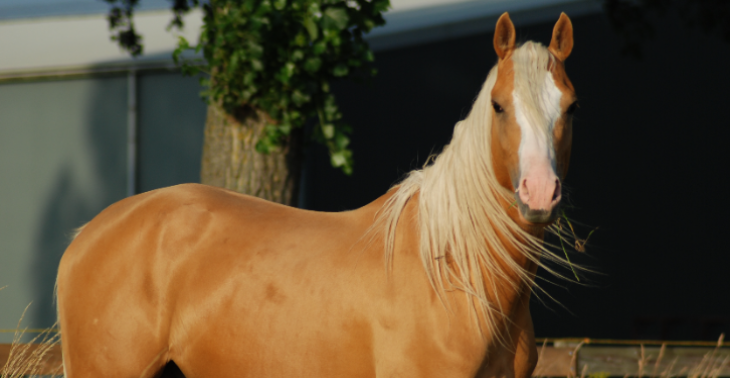 Help Cooper aan meer lucht (astma)