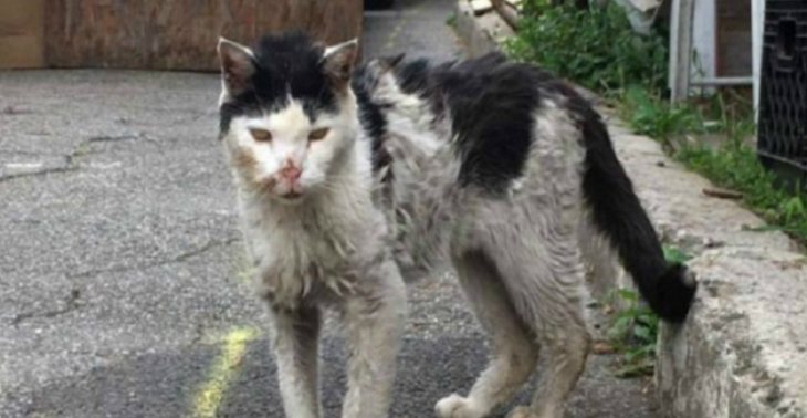 zwerf honden & katten helpen.