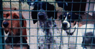 Honden en katten in Nood