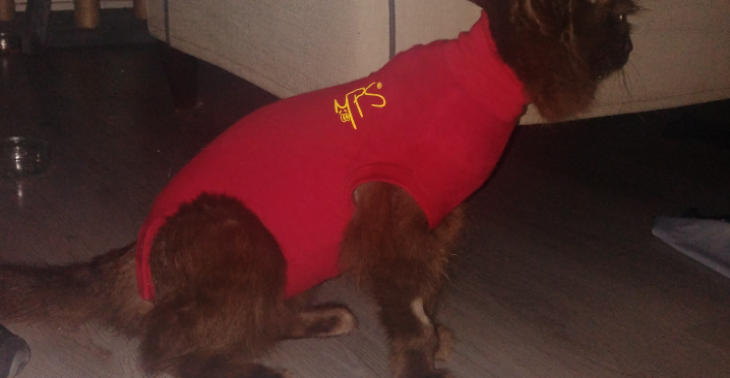 hulp bij dierenarts kosten