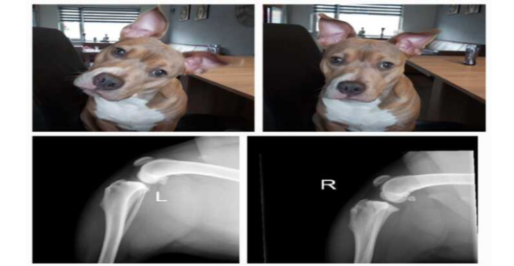 HELP Roxy weer pijnloos lopen.