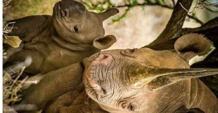 Help dieren in nood