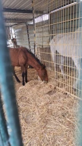 foal shelter 1