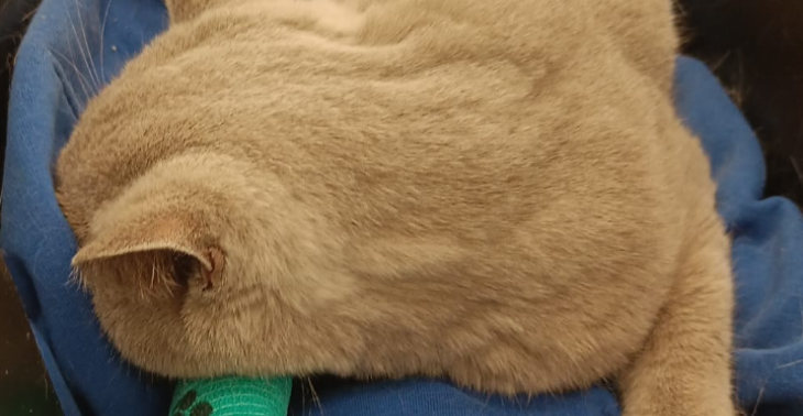 FIP Arthur