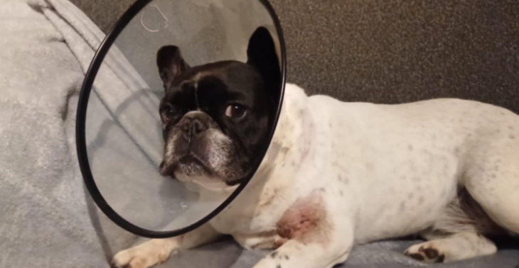 Aangevallen door andere hond
