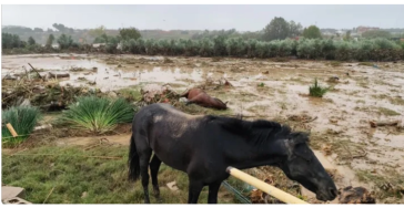 Paarden getroffen door DANA in Valencia