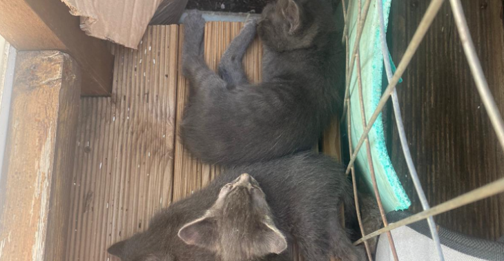 Set up a sterilization program on the Greek island of Zakynthos