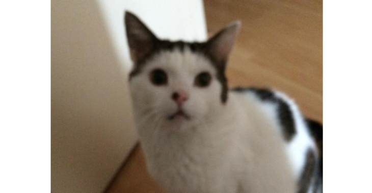Hulp voor kat