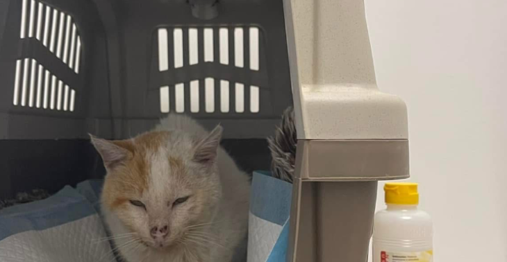 Help  de verwaarloosde kat operatie en medicatie