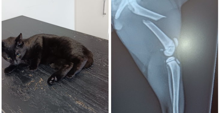 Operatie kitten