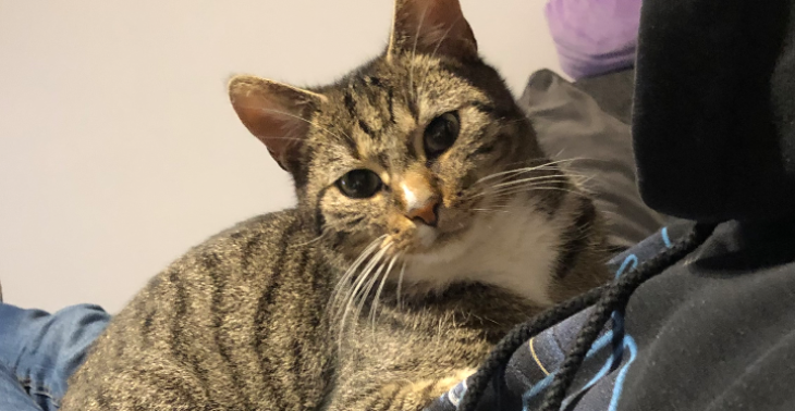Help jij mee aan een toekomst voor onze kat?