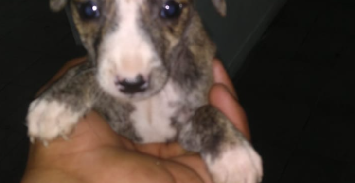 Zwerfhonden en Zwerfkatten Playa Vera