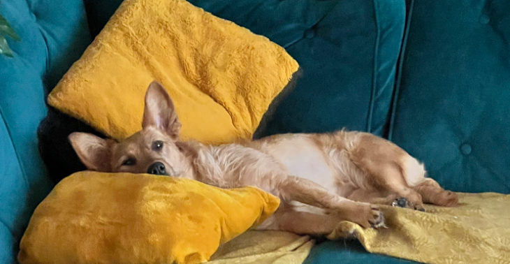Help onze hond aub
