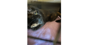 Help een steentje bijdragen voor Maya haar onderzoeken en opname