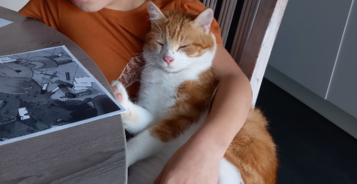 Operatie jonge kat