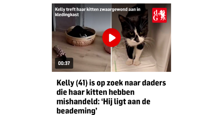 Dierenarts kosten mishandelde kitten