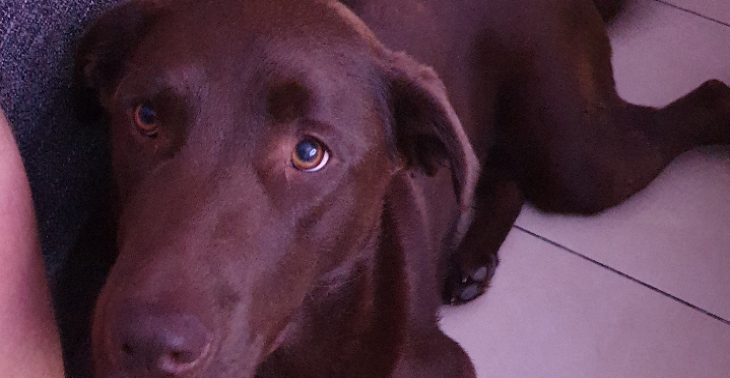 Lieve speelse labrador heeft operatie nodig
