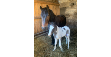 ? Help onze dochter Lucy en haar pony Kada samen te blijven