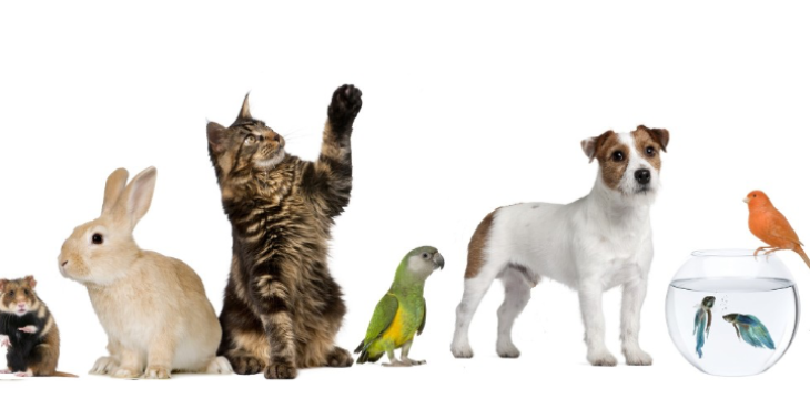 Wij zoeken hulp om de dieren in nood te kunnen blijven helpen!