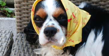 Operatie hond