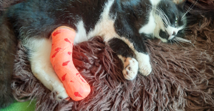Help minouche de poes