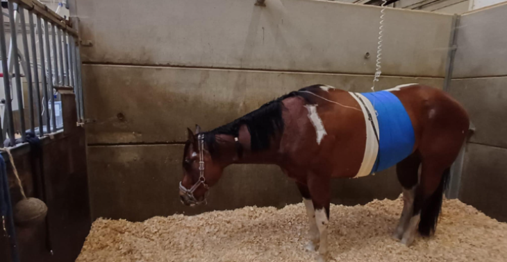 Un coup de sabot pour Barry
