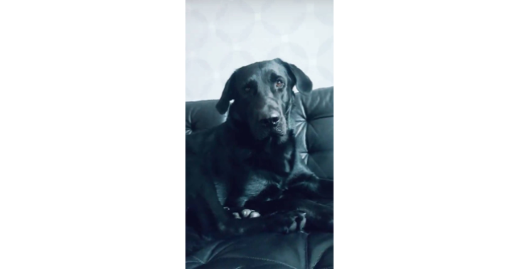Help alsjeblieft mijn hond Spike