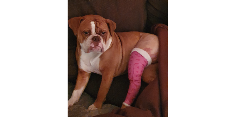 Operatie Hond TPLO