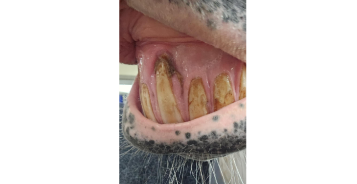 Dringend hulp nodig voor EOTRH paard