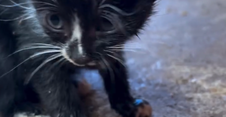 Love_for_cats_shelteruganda